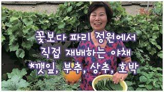 꽃보다 파리 정원에서 재배한 야채들, 깻잎, 상추, 부추, 삼채, 호박