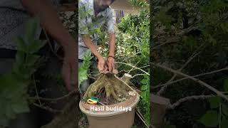 Bonsai tauchi kalimantan pembentukan dasar #vidio #bonsai