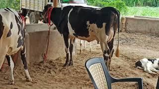 Goswami dairy farm Gujarat all India cow sailing  mobile 7718014650.9909113258