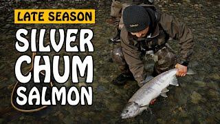 Vedder River Late Season Chum Salmon - The Underrated Salmon Species | Fishing with Rod