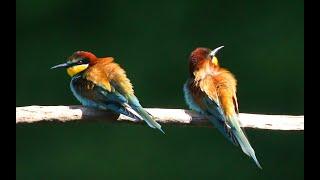 Kaiserstuhl, Bienenfresser, Taubergießen, Rheinauen. Bee eaters