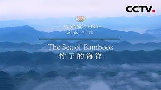 《美丽中国》竹子的海洋 Amazing China-The Sea of Bamboos | CCTV纪录