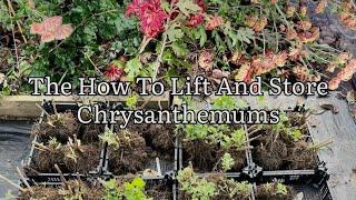 How To Lift And Store Chrysanthemums, Overwintering Chrysanthemum