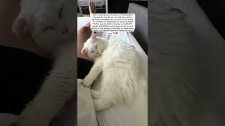 Cat hugging his hooman.. pure love 
