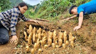 A Lucky Day for the Mute Boy and Girl - Harvesting Strange Potatoes to Sell at the Market l  Cooking