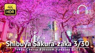 3/30  Tokyo Cherry Blossom Updates: Shibuya Sakura-zaka [4K/HDR/Binaural]