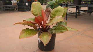 Philodendron Prince of Orange @ greengate Garden Centres