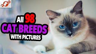  All Cat Breeds A-Z With Pictures! (all 98 breeds in the world)