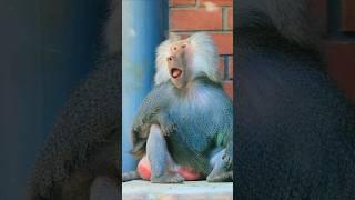 Гамадрил Саша, повелитель 4х самок, засыпает в летнем вольере #tashkentzoo #приматы #зоопарк #zoo
