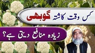 Profitable farming of Cauliflower (Phool Gobhi) || Crop Reformer