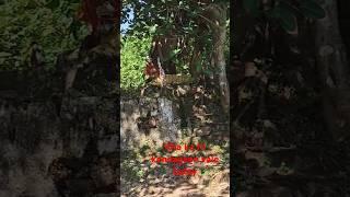 Adivasi  Bastar #song cg Sanju you Tuber danora durgat🫡