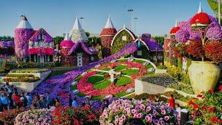 Dubai[4K] Amazing Miracle Garden || The world's largest natural flower garden #miraclegarden