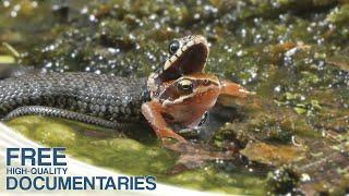 Wild Holland - Fascinating Wildlife in the Dutch Delta