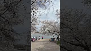 #music #abba #80smusic #flashback #2025 #spring #americatour #travel #spring #shorts #trending#tour