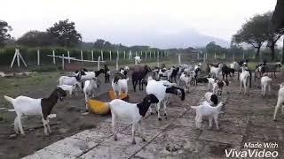 African boer_ palde's samrth goat farm