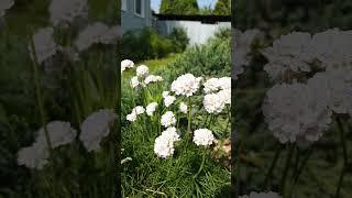Armeria Morning Star White #armeria #армерия #бодровцветовод