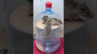 Rat traps creative/best spinning mouse trap #rattrap #mousetrap