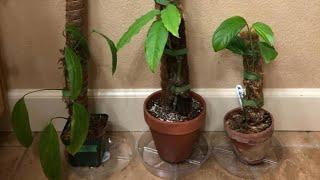 Huge Monstera Obliqua Collections