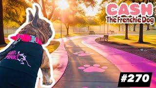 French Bulldog daily walking CASH ARCHIVALDO Pantera Rosa The Pink Panther #270