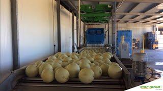 Kavun karpuz boylama ve paketleme makinesi -  melon watermelon grading machine #mafroda #egemas