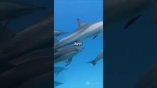 Удивительные факты о животных,  за одну минуту  #топфактов