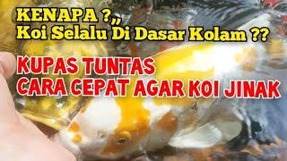 CARA MUDAH MENJINAKKAN IKAN KOI, Ikan Koi Jinak Di Tangan Dengan Cepat