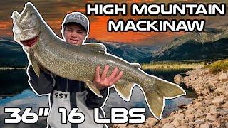 Fishing Colorado for LARGE LAKE TROUT - Aggressive  Mackinaw Trout