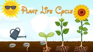 Plant Life Cycle - Learning Life Cycle - Videos For Kids And Toddlers