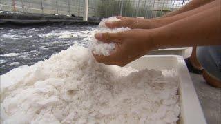 How Salt is Made | Localish