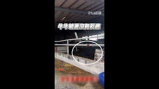 【牛牛側躺睡太爽】媽喊2次才醒：以為你死掉了QQ #shorts #funnyanimals @funny_videos