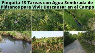 Finca de 13 Tareas con Agua y Sembrada de Plátanos y Limones, ideal para hacer tu Casa en el Campo