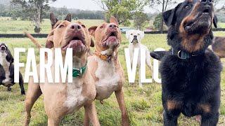 If I don't say a word?? | My Life Vlog as a Veteran with Lots of Dogs - Dog Farm Australia