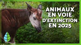 ANIMAUX en VOIE d'EXTINCTION 2025 ️ (Top 10)