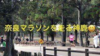 奈良マラソン。奈良公園の鹿がランナーに混じって走り出す。