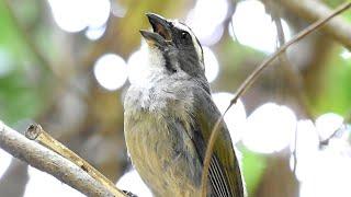 Green-winged Saltator singing 5 notes in the wild, giving voice to species lovers !!