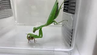 Perfect defence of bombardier beetles against praying mantises／ミイデラゴミムシは「オナラ」で必ずカマキリの捕食から逃れる