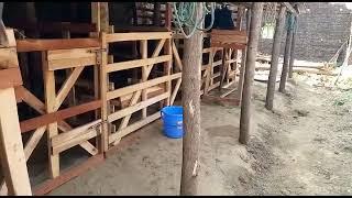 Horse stables in Sylhet, Bangladesh