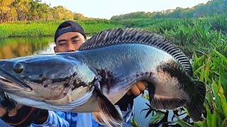 canna snakehead fish monster in inland forest rivers