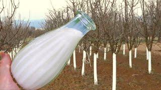 Give this to fruit trees in the fall! The most powerful natural fungicide for protection