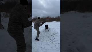 Собака вас кусает, что делать? Вот решение! #dog #собака #ротвейлер #rottweiler #денисыч