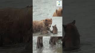 Grizzly Bear Cubs FIGHT Over FISH #shorts