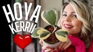 Hoya Kerrii Plant // Everything You Need To Know + My Collection