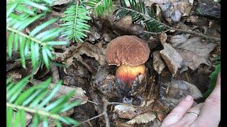 In search of summer edible mushrooms in June. Cooking open pies with mushrooms