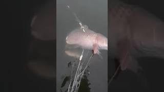 Amazing Local Big Karp Fish Catching By karent Net #shorts