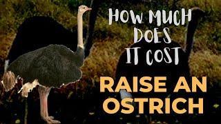 How Much Does It Cost To Raise An Ostrich