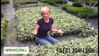 Japanese Fern - Spring Hill Nursery