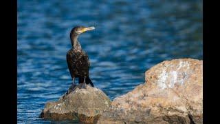 Photographing Wildlife