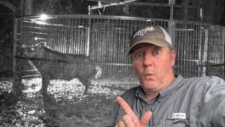 Trapped a BIG WILD BOAR in a lady’s flower beds. (Big cutters).