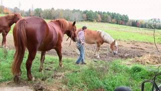 Forever Farm: Misty Brook Farm in Albion, Maine