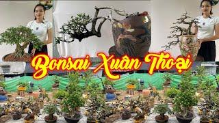 XUÂN THOẠI | #0989237176 | BONSAI BA THOẠI ĐẾN TỪ PHÚ YÊN GIAO LƯU NHIỀU CÂY ĐẸP GIÁ HỢP LÝ. XIN MỜI